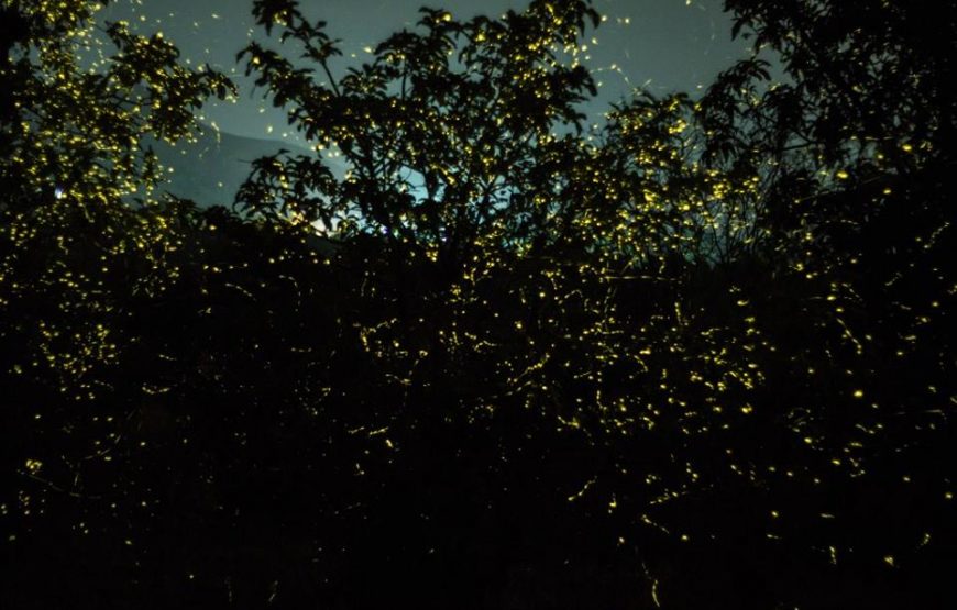 Kalsubai Fireflies Festival
