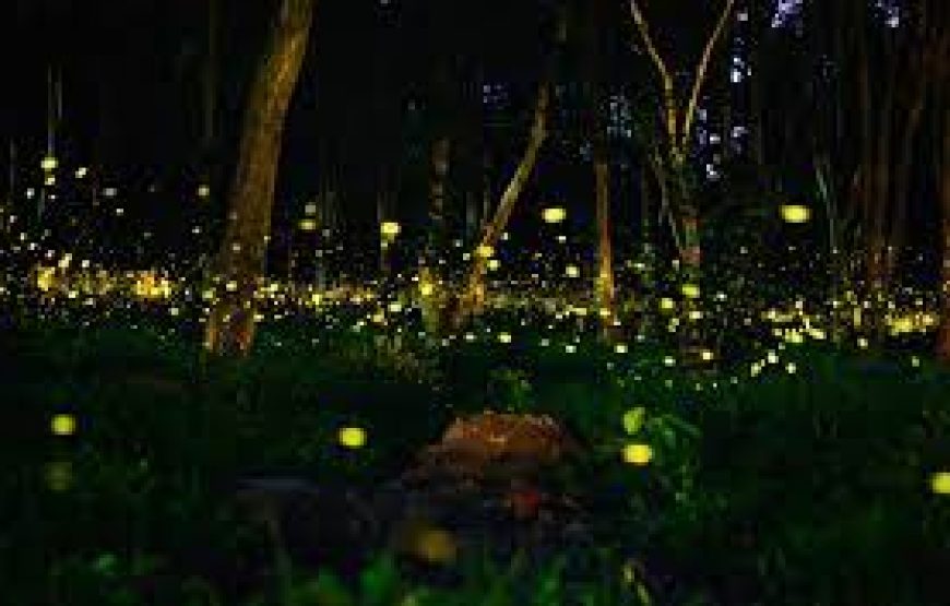 Kalsubai Fireflies Festival